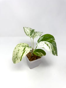 Epipremnum Pinnatum 'Marble' Variegated