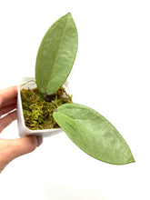 Load image into Gallery viewer, Hoya Silver Dollar