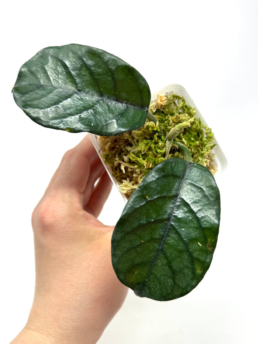 Hoya Villosa