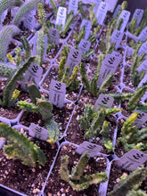Load image into Gallery viewer, Stapelia Orbea Variegated (Ships within Canada only)