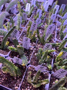 Stapelia Orbea Variegated (Ships within Canada only)