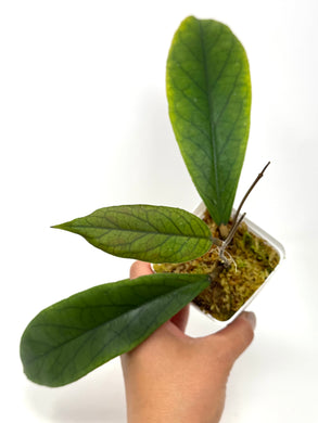 Hoya Vitellinoides