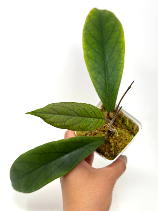 Hoya Vitellinoides