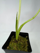 Load image into Gallery viewer, Alocasia Maccrorhiza Variegated B