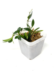 Hoya Picta