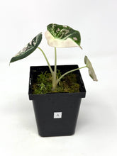 Load image into Gallery viewer, Alocasia Black Velvet Variegated A
