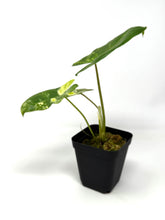 Load image into Gallery viewer, Philodendron Burle Marx Variegated