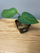 Load image into Gallery viewer, 198. Monstera Esqueleto (juvenile)