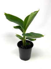 Load image into Gallery viewer, Musa Dwarf Cavendish ‘Banana Tree’