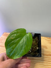 Load image into Gallery viewer, 29. Amydrium Medium