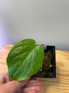 29. Amydrium Medium