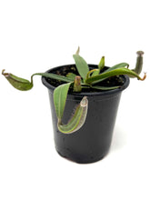 Load image into Gallery viewer, Nepenthes Albomarginata