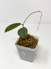 Load image into Gallery viewer, Hoya Mitrata Silver B
