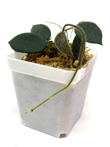 Hoya Thomsonii