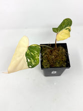 Load image into Gallery viewer, Philodendron Gloriosum Variegated B