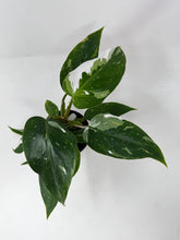 Load image into Gallery viewer, Philodendron White Princess (High Variegation)