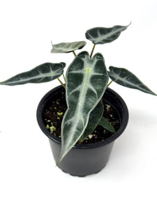 Alocasia Bambino