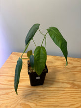 Load image into Gallery viewer, 198. Philodendron Sharoniae