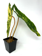 Load image into Gallery viewer, Philodendron Billietiae Variegated C