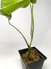 Load image into Gallery viewer, Monstera Deliciosa Albo Variegated A