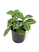 Load image into Gallery viewer, Pilea Cadierei