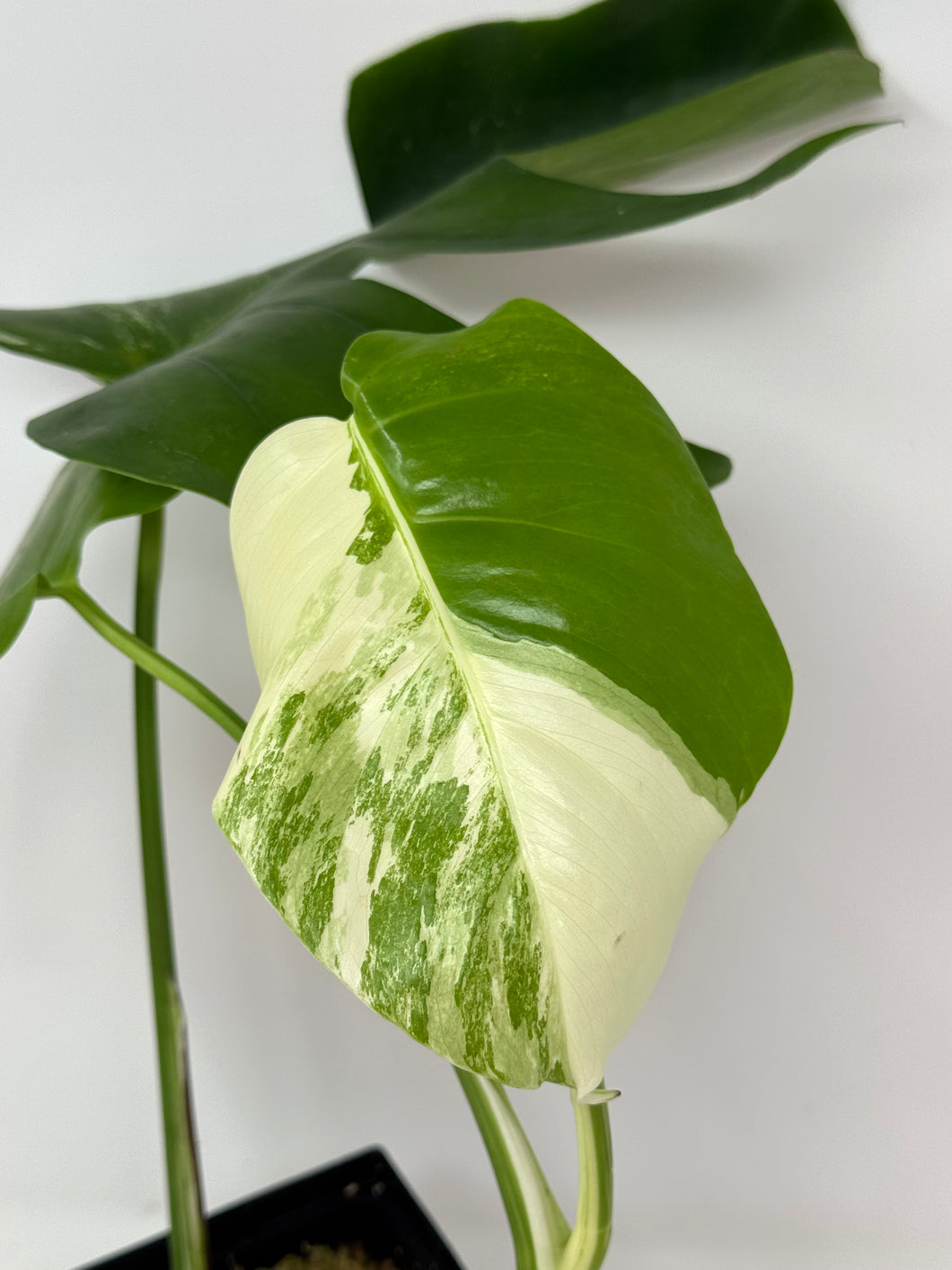 Monstera Deliciosa Albo Variegated H