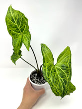 Load image into Gallery viewer, Syngonium Podophyllum ‘Batik’