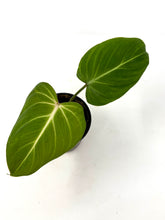 Load image into Gallery viewer, Philodendron Gloriosum 4”
