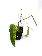 Load image into Gallery viewer, Philodendron Florida Beauty