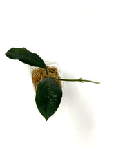 Load image into Gallery viewer, Hoya Hamiltoniorum