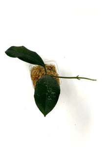Hoya Hamiltoniorum
