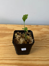 Load image into Gallery viewer, 155. Monstera Obliqua