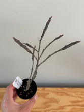 Load image into Gallery viewer, 243. Euphorbia Platyclada ‘Dead Plant’ (ships within Canada only)