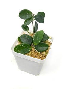 Hoya Mathilde