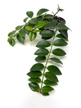 Load image into Gallery viewer, Aeschynanthus Radicans (Red Flower)