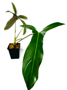 Philodendron Mexicanum