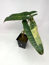 Load image into Gallery viewer, Philodendron Billietiae Variegated D