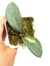Load image into Gallery viewer, Hoya Carnosa ‘Argentea Princess’ B