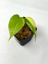 Load image into Gallery viewer, Monstera Deliciosa Aurea Variegated H