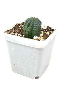 Euphorbia Obesa (Ships within Canada only)