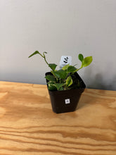 Load image into Gallery viewer, 5. Hoya Heuschkeliana Margin Variegated