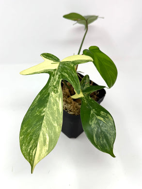 Philodendron Florida Beauty B