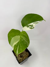 Load image into Gallery viewer, Monstera Deliciosa Albo Variegated L