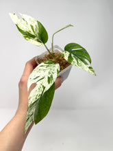 Load image into Gallery viewer, Epipremnum Pinnatum &#39;Marble&#39; Variegated