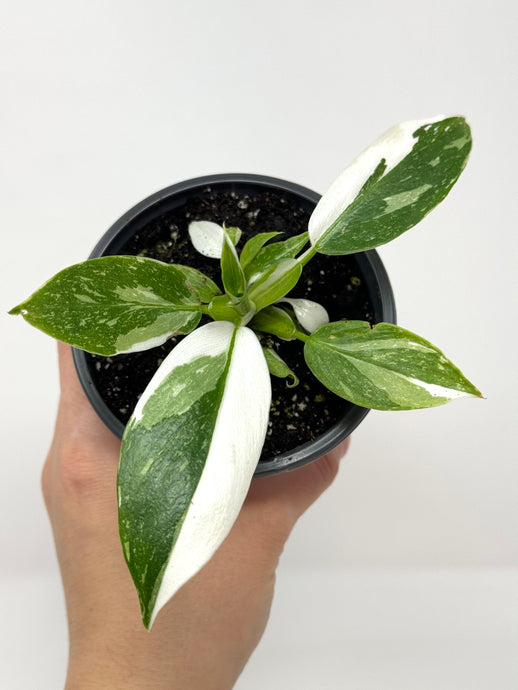 Philodendron White Wizard (high variegation)