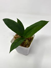 Load image into Gallery viewer, Hoya Scortechinii