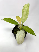Load image into Gallery viewer, Philodendron Whipple Way A