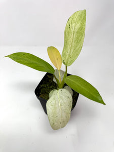Philodendron Whipple Way A