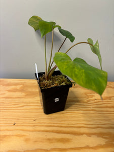 229. Homalomena Rubescens Variegated