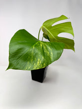 Load image into Gallery viewer, Monstera Deliciosa Aurea Variegated B